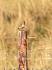Eurasian skylark (Alauda arvensis)