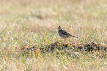 Eurasian skylark (Alauda arvensis)
