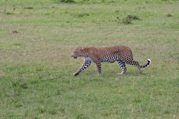 Leopard stalking in the Masai Mara