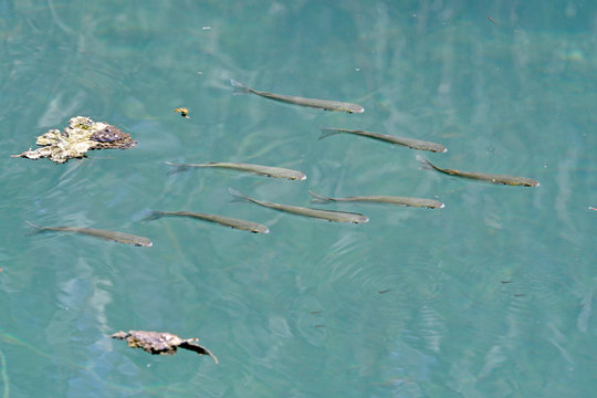 Swarm of fish in clear water (Peloponnese, Greece) - Fisch-Schwarm im klaren Wasser (Peloponnes, Griechenland)