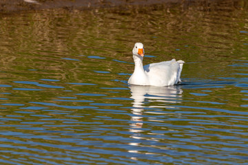 White Greylag Goose (Anser anser), taken in the UK
