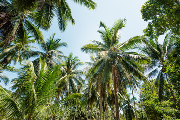 Fototapeta na wymiar exotic forest of coconut trees in sunny weather