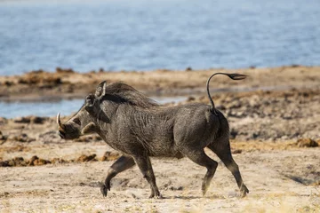 warthog © Charles