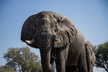 Fototapeta premium Elephant straight ahead