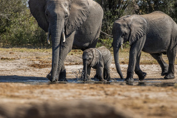 Baby elephant at the pan