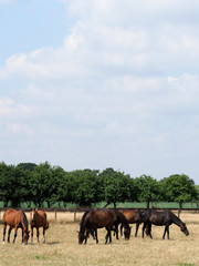 Fototapeta na wymiar Grazing Herd of Horses
