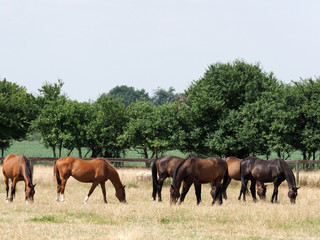 Obraz na płótnie Canvas Grazing Herd of Horses