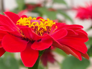 Obraz premium red flower in the garden