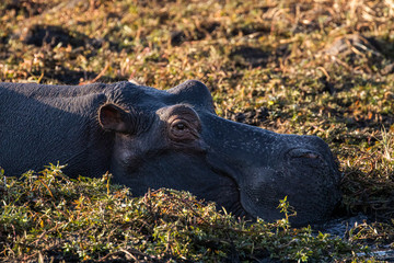 Close up of sleepy hippo