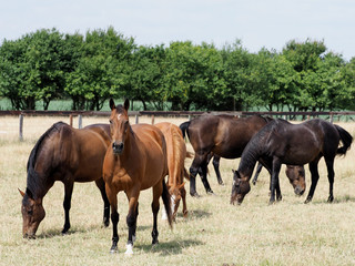 Fototapeta premium Grazing Herd of Horses