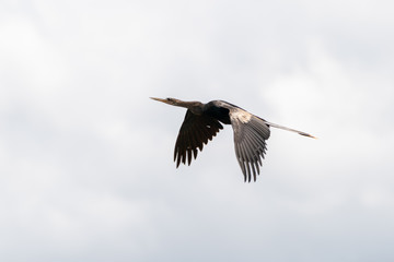 Anhinga (Anhinga anhinga), taken in Costa Rica