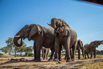 Fototapeta na wymiar Elephants at the Watering Hole