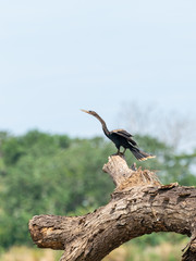 Anhinga (Anhinga anhinga), taken in Costa Rica