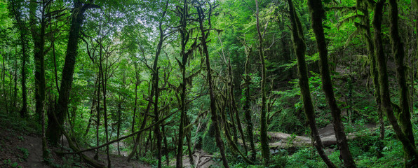 Fototapeta na wymiar Dark mountain forest with mossy trees