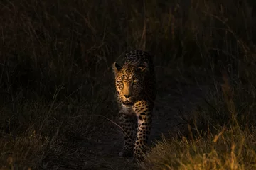 Dark :Leopard © Charles