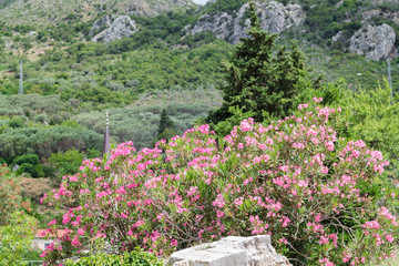 flowering bushes of oleander and trees against the sky and mountain