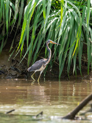 Tricolored Heron (Egretta tricolor) in Costa Rica