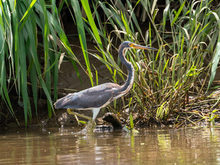 Tricolored Heron (Egretta tricolor) in Costa Rica