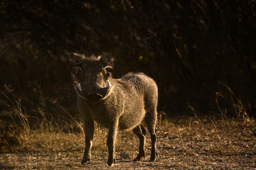 Warthog