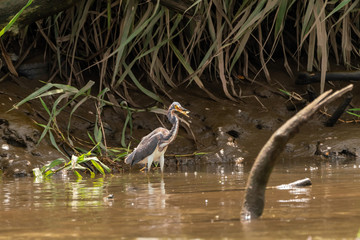 Tricolored Heron (Egretta tricolor) eating a shrimp in Costa Rica