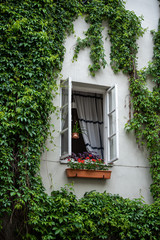 window with flowers in wall in green plants background texture