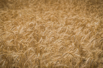 yellow wheat field during the summer.