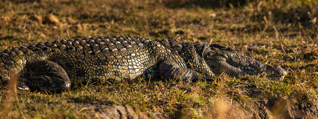 Crocodile