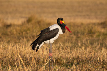 Saddle-billed Stork