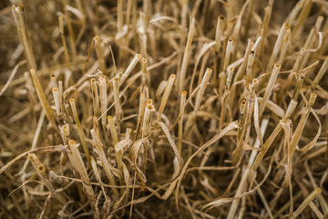 Cut and dried hay ready to be stored.