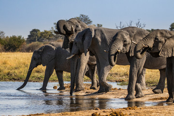 Fototapeta na wymiar Elephants Drinking