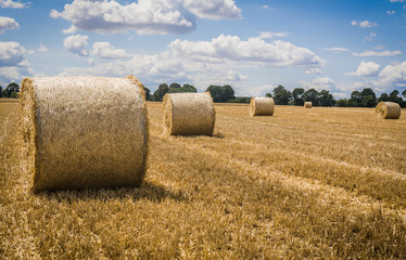 Cut and dried hay ready to be stored.