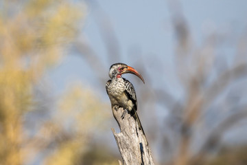 Hornbilll