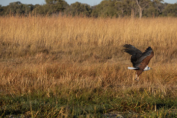 African Fish Eagle