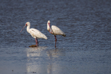 Spoonbills in the pan