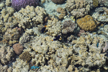 coral and tropical fish