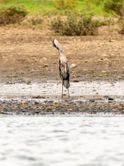 Great Blue Heron (Ardea herodias) in Costa Rica