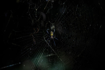 Spider in the dark
