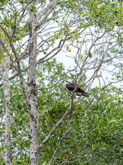 Osprey (Pandion haliaetus) in Costa Rica