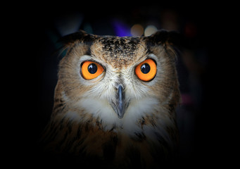 Eyes of Eagle Owl on dark background.