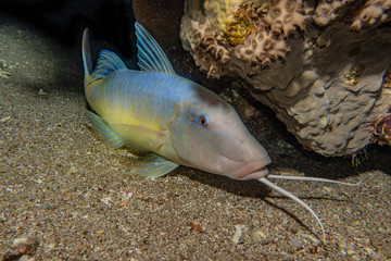 Fish swim in the Red Sea, colorful fish, Eilat Israel