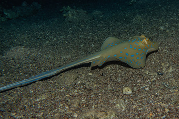 Blue spotted stingray On the seabed  in the Red Sea