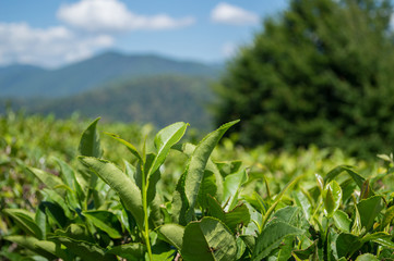 Close up fresh tea leaves in day sunlight