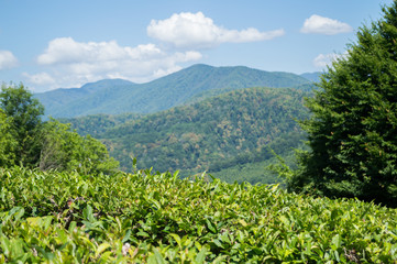 View of the tea plantation on a bright Sunny day in the mountains