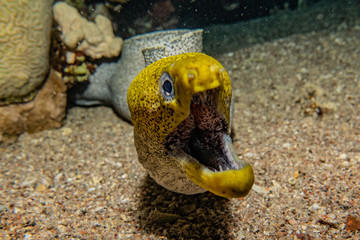 Moray eel Mooray lycodontis undulatus in the Red Sea, eilat israel