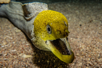 Moray eel Mooray lycodontis undulatus in the Red Sea, eilat israel