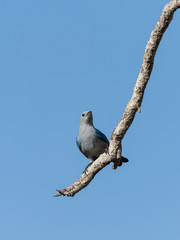 Blue-Gray Tanager (Thraupis episcopus) in Costa Rica