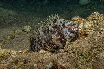 Fish swim in the Red Sea, colorful fish, Eilat Israel