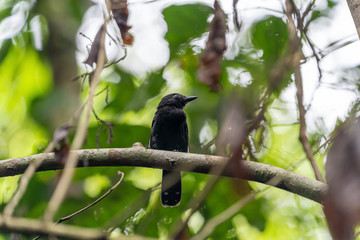 Black-hooded Antshrike (Thamnophilus bridgesi) in Costa Rica