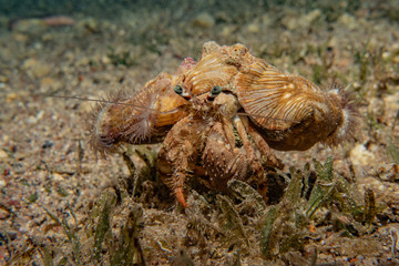 Lobsters in the Red Sea Colorful and beautiful, Eilat Israel