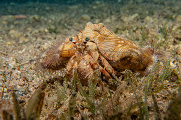 Lobsters in the Red Sea Colorful and beautiful, Eilat Israel
